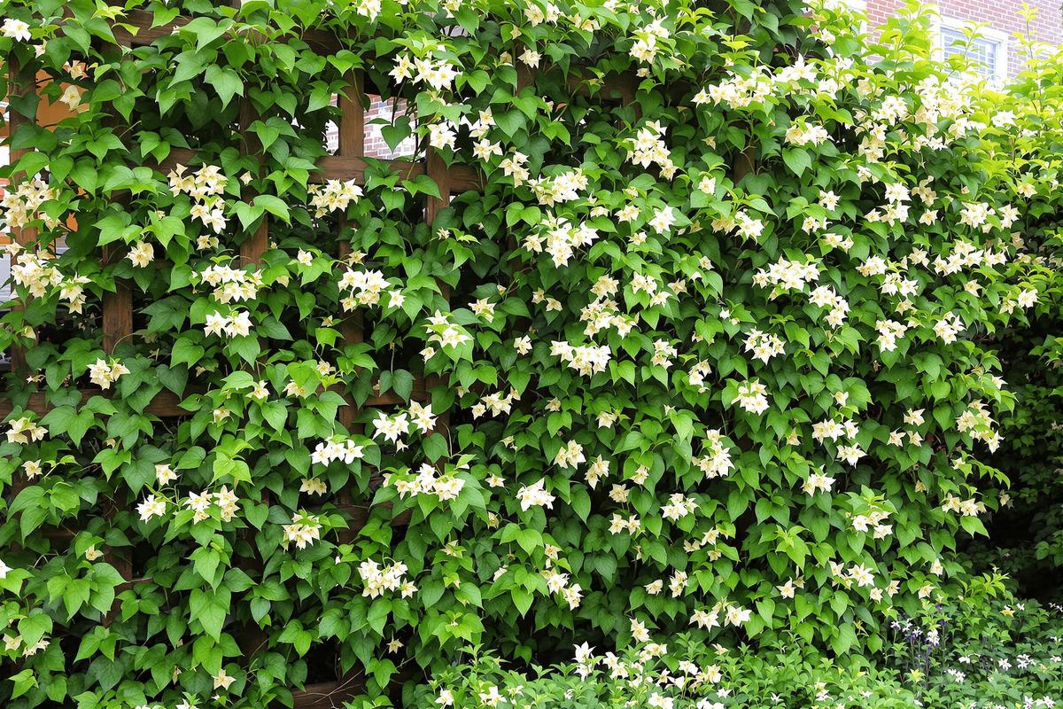 Plante grimpante feuillage persistant résistant au gel