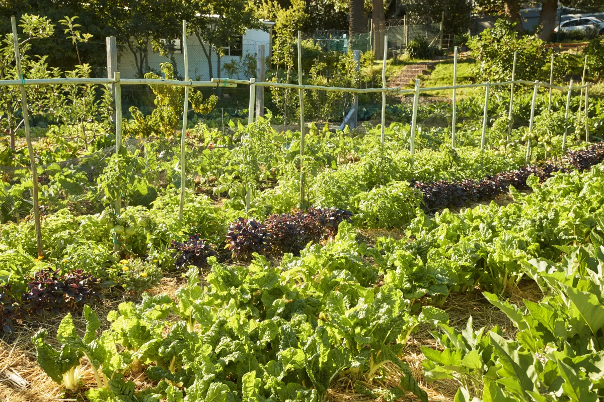 optimisation-du-potager-integrer-des-arbres-fruitiers-productifs-en-2026