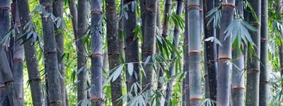 fargesia blue dragon