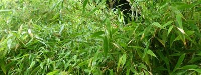 fargesia robusta fargesia robusta